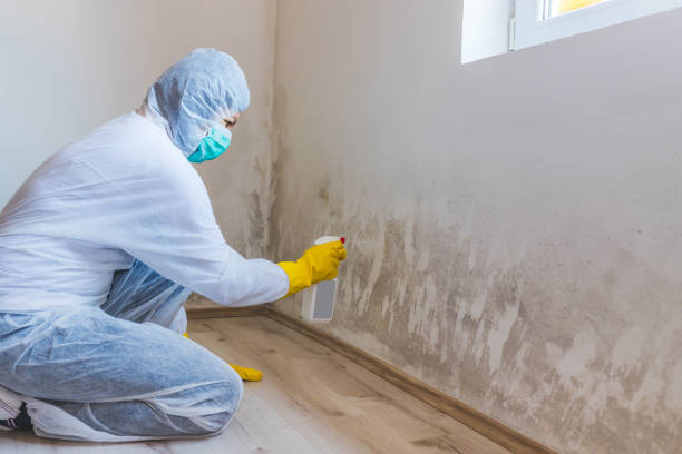 Licensed Basement Mold Remediation service in Geneva, FL - WQB Mold Removal