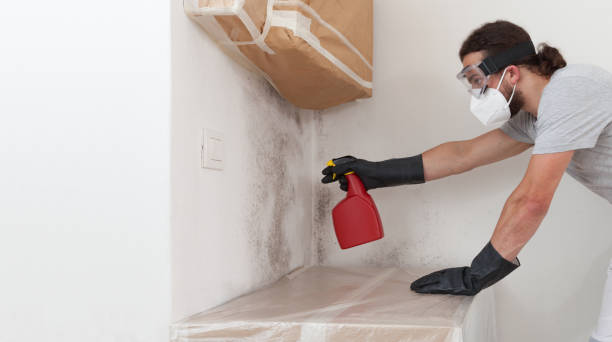 Professional Basement Mold Remediation technician working in Geneva, FL